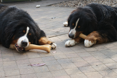 Cézar van de Clemensberghoeve, Bernese Mountaindogs v.d. Clemensberghoeve